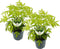 Plant in a Box - Sambucus nigra 'Aurea' - Set van 2 - Pot 17cm - Hoogte 25-40cm