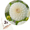 Plant in a Box - Dahlia 'Boom Boom' - set van 3 - zomerbloeiers - dahliaknollen - tuinbloemen - Wit