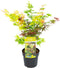 Plant in a Box - Acer palmatum 'Festival' - Japanse esdoorn Winterhard - Pot 19cm - Hoogte 60-70cm