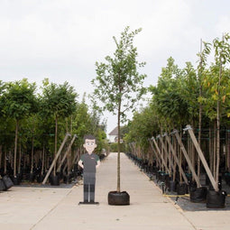 Zomereik | Quercus robur 14-18 cm | Bomenbezorgd.nl