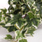 Mica Decorations Hedera - Kunstplant in keramieken pot - L45 x B25 x H25 cm - Groen