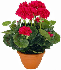 Mica Decorations Geranium Kunstplant in Bloempot Campana - H38 x Ø30 cm - Donkerroze