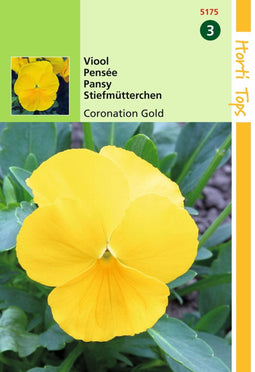 2 stuks - Hortitops - HT Viola, Viool Coronation Gold