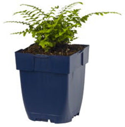 Griffioen - Polystichum set. 'Herrenhausen'
