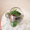 Weltevree | Local Habitat Terrarium | Terrarium Planten en Insecten | Ecosysteem Glazen Kom | Vaas