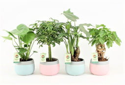 Tropic Mix in Mint Mosaic Keramiek