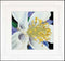 Thea Gouverneur - Borduurpakket met telpatroon - 493A - Voorgesorteerde DMC Garens - Akelei - Aida - 15 cm x 14 cm - DIY Kit