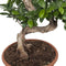 Goed & Groen - Ficus Gin Seng Bonsai - ↨ 70cm - Potmaat 27 - Exclusieve Kwaliteit Planten - Kamer Plant - Kamerplanten - Sfeer - Interieur