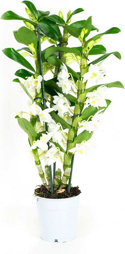 Dendrobium Nobile Apollon 3T – ↨ 50cm – ⌀ 12cm