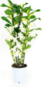 Dendrobium Nobile Apollon 3T – ↨ 50cm – ⌀ 12cm
