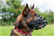 Baskerville Ultra Muzzle - Muilkorf - Maat 2 - Zwart - Omtrek Snuit 27 cm