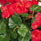 Donkerroze Begonia kunstplant met bloemen 37 cm in terracotta pot - Kunstplanten/nepplanten - Voor binnen