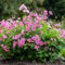 Plant in a Box - Anisodontea capensis - Kaaps Kaasjeskruid – Kaapse Malve - Set van 3 - roze/paars – bloeiende tuinplant – ⌀9 cm – hoogte 25-40 cm