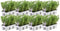 Plants by Frank - 48 Rozemarijnplant - Vaste planten - Tuinplanten - 48 x Ø7 cm - 25 cm - Rosmarinus offincalis winterhard - Geurhaag - Vers geleverd door de kweker