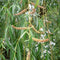 Treurwilg | Salix sepulcralis 'Chrysocoma' 10-14 cm 180-200 cm| Bomenbezorgd.nl