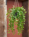 Mica Decorations Ficus Kunst Hangplant - H81 cm - Onderhoudsvrij - Groen