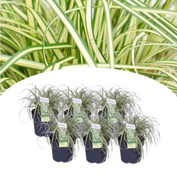 Plant in a Box - Carex hachijoensis 'Evergold' - Set van 6 - Winterhard siergras groenblijvend - Pot 14cm - Hoogte 25-35cm
