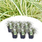 Plant in a Box - Carex hachijoensis 'Evergold' - Set van 6 - Winterhard siergras groenblijvend - Pot 14cm - Hoogte 25-35cm