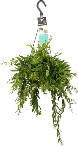 Decorum Aeschynanthus japhrolepis