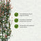 Photinia Fraseri 'Red Robin' - Glansmispel - Kant-en-Klaar Haag - 120 x 180 cm