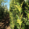 Zuil moeraseik | Quercus palustris 'Green Pillar' 20-40 cm| Bomenbezorgd.nl