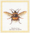 Thea Gouverneur - Borduurpakket met telpatroon - 3018 - Voorgesorteerde DMC Garens - Hommel - Linnen - 20 cm x 21 cm - DIY Kit