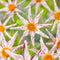 Plant in a Box - Dahlia 'Destiny's Teacher' - set van 3 - zomerbloeiers - dahliaknollen - tuinbloemen - Wit/Paars/Geel