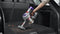 Dyson V8 Total Clean - Steelstofzuiger - Anti-klittechnologie - Nickel/Iron/Black