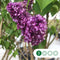 Sering 'Charles joly' | Syringa vulgaris 'Charles joly' | Bomenbezorgd.nl