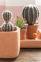 J-Line plant Cactus Bolvormig + Pot - kunststof - groen/terracotta - small