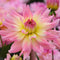 Plant in a Box - Dahlia Melody Gipsy - Set van 3 - Dahliaknollen - Prachtige zomerbloeier - Bloembollen