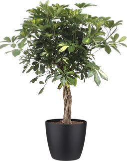Schefflera Arboricola gold capella Elho Brussels Round Black ↨ 110cm - hoge kwaliteit planten