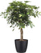Schefflera Arboricola gold capella Elho Brussels Round Black ↨ 110cm - hoge kwaliteit planten