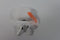 Apple AirPods 4 - TWS - ANC - Wit