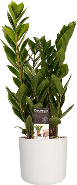 Decorum Zamio Culcas met Elho B.for soft white – ↨ 45cm – ⌀ 16cm
