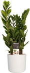 Decorum Zamio Culcas met Elho B.for soft white – ↨ 45cm – ⌀ 16cm