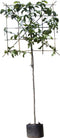 Beverboom leiboom 180 cm | Magnolia kobus 10-14 cm 180 cm| Bomenbezorgd.nl