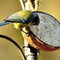 Coco Feeder Meelwormen