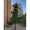 Oude perenboom Conference Pyrus c. Conference 225 cm