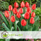 Plant in a Box - Tulipa Red Impression - Bloembollen x20 - Tulp - Rood - Tulpen uit Holland