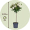 Plant in a Box - Rosa Palace 'Kailani' - Witte stamroos voor binnen,tuin,terras of balkon - Pot 19cm - Hoogte 80-100cm