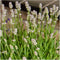 Plants by Frank | 12 witte Lavendelplanten | Vaste planten | Tuinplanten | 12 x Ø7 cm | 15 cm | Lavendelplant winterhard | planten