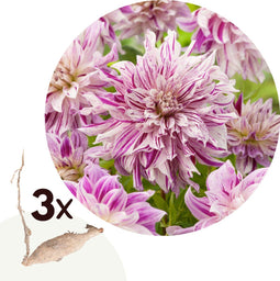 Plant in a Box - Dahlia Bristol Stripe - Set van 3 - Dahliaknollen Dinner-plate - Prachtige zomerbloeier - Bloembollen