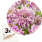 Plant in a Box - Dahlia Bristol Stripe - Set van 3 - Dahliaknollen Dinner-plate - Prachtige zomerbloeier - Bloembollen