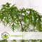 Plant in a Box - Polyscias Fruticosa - Aralia - Artistieke groene kamerplant - Pot 21cm - Hoogte 70-80cm