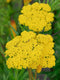 Duizendblad (Achillea fil.) 'Cloth of Gold' | 1 stuk | Bijen- en vlinderplant | Bijentuin | 11x11 cm Kwekerspot | Geurend | Geel
