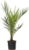 Plant in a Box - Phoenix Canariensis - Pot 15cm - Hoogte 50-60cm - Winterhard - Dadelpalm