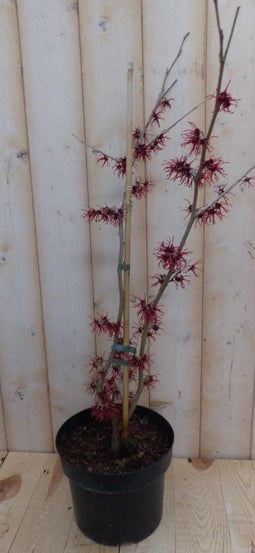 Toverhazelaar Hamamelis 80 cm Roze