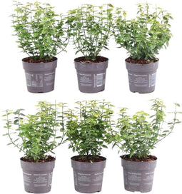 Plants by Frank | 1 strekkende meter gele Kardinaalsmuts heg | 6x Euonymus fortunei 'Emerald Gold' Ø12 cm - 20 cm | winterharde haagplanten | Wintergroene haag | Tuinplanten | Planten