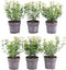 Plants by Frank | 1 strekkende meter gele Kardinaalsmuts heg | 6x Euonymus fortunei 'Emerald Gold' Ø12 cm - 20 cm | winterharde haagplanten | Wintergroene haag | Tuinplanten | Planten